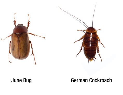 bugs that are similar to cockroaches